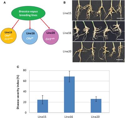 Comparative transcriptome analysis of canola carrying a single vs stacked resistance genes against clubroot